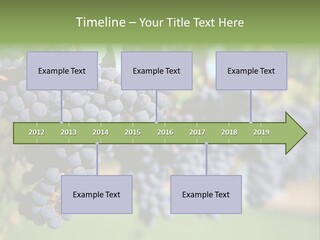 Merlot Grapes On Vine In Vineyard PowerPoint Template