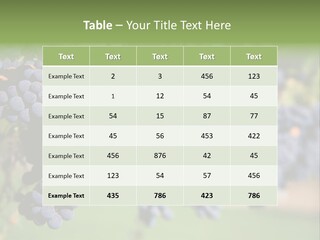 Merlot Grapes On Vine In Vineyard PowerPoint Template