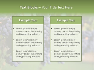 Merlot Grapes On Vine In Vineyard PowerPoint Template