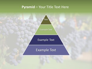 Merlot Grapes On Vine In Vineyard PowerPoint Template