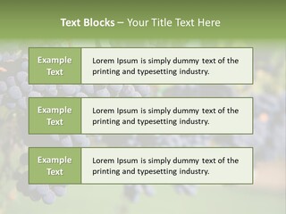 Merlot Grapes On Vine In Vineyard PowerPoint Template