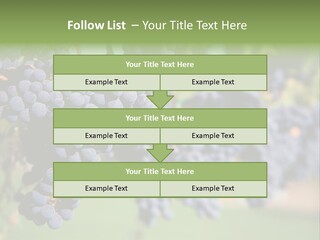 Merlot Grapes On Vine In Vineyard PowerPoint Template