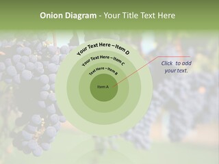Merlot Grapes On Vine In Vineyard PowerPoint Template