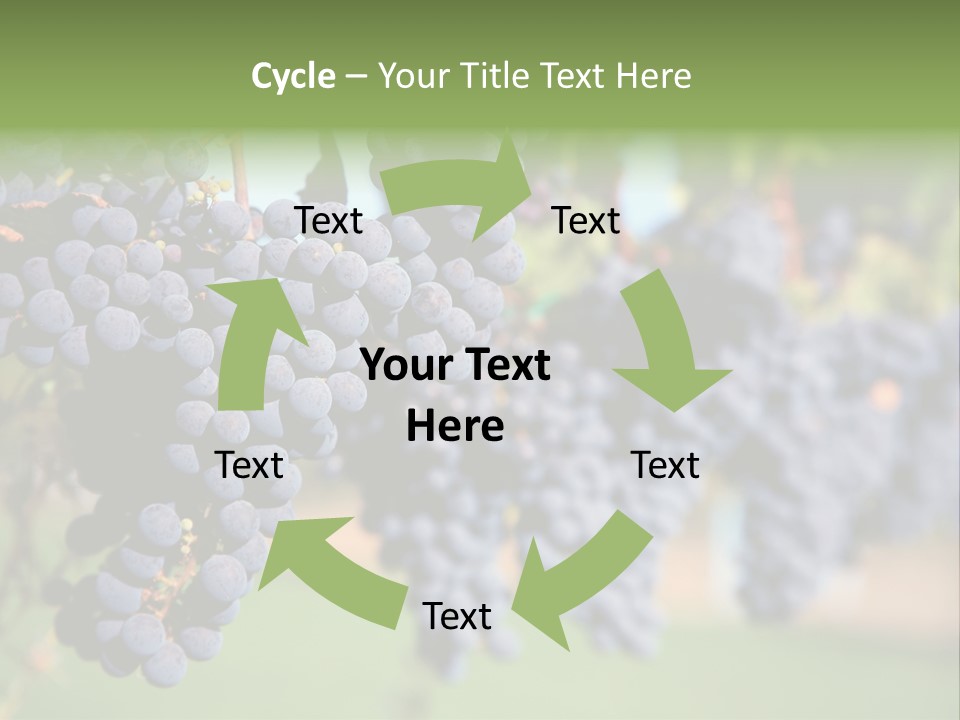 Merlot Grapes On Vine In Vineyard PowerPoint Template