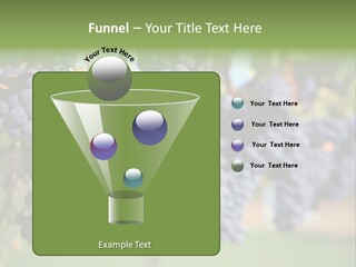 Merlot Grapes On Vine In Vineyard PowerPoint Template