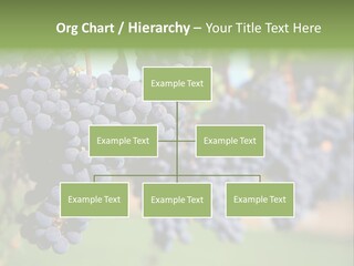 Merlot Grapes On Vine In Vineyard PowerPoint Template