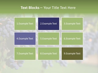 Merlot Grapes On Vine In Vineyard PowerPoint Template