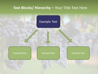 Merlot Grapes On Vine In Vineyard PowerPoint Template