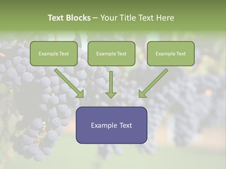 Merlot Grapes On Vine In Vineyard PowerPoint Template