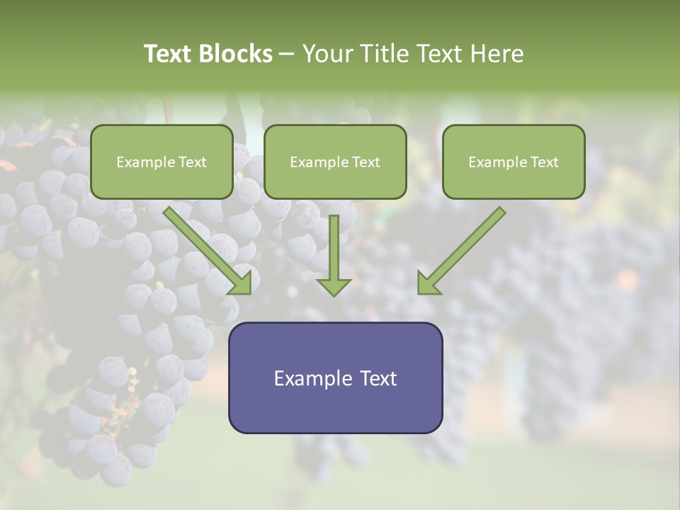 Merlot Grapes On Vine In Vineyard PowerPoint Template