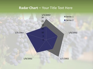 Merlot Grapes On Vine In Vineyard PowerPoint Template