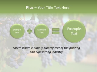 Merlot Grapes On Vine In Vineyard PowerPoint Template