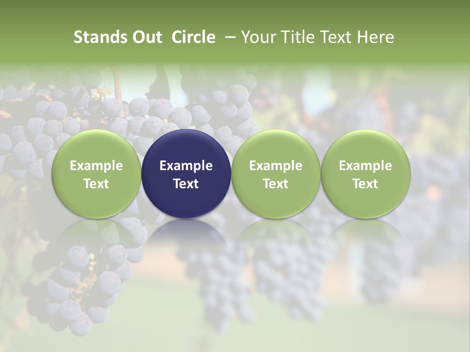 Merlot Grapes On Vine In Vineyard PowerPoint Template