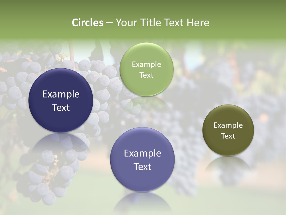 Merlot Grapes On Vine In Vineyard PowerPoint Template