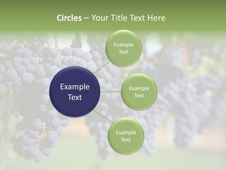 Merlot Grapes On Vine In Vineyard PowerPoint Template