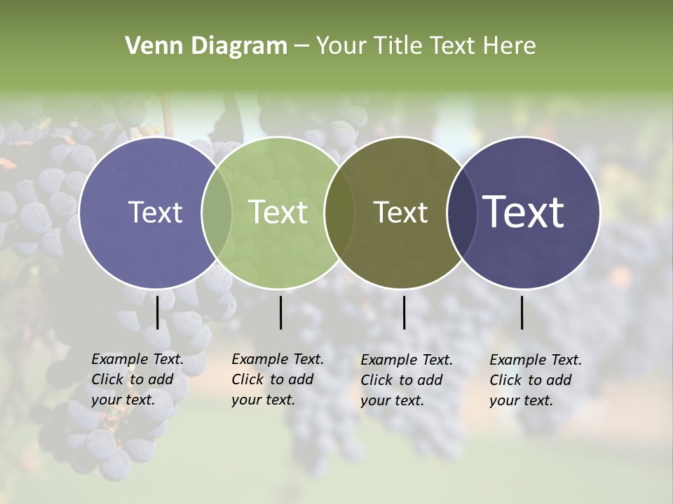 Merlot Grapes On Vine In Vineyard PowerPoint Template