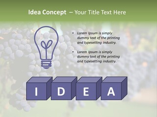 Merlot Grapes On Vine In Vineyard PowerPoint Template