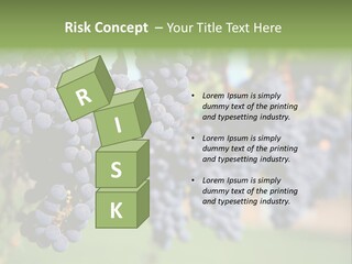 Merlot Grapes On Vine In Vineyard PowerPoint Template