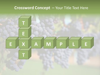 Merlot Grapes On Vine In Vineyard PowerPoint Template