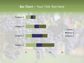 Merlot Grapes On Vine In Vineyard PowerPoint Template