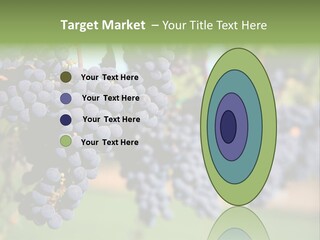 Merlot Grapes On Vine In Vineyard PowerPoint Template