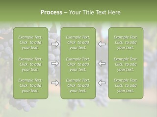 Merlot Grapes On Vine In Vineyard PowerPoint Template