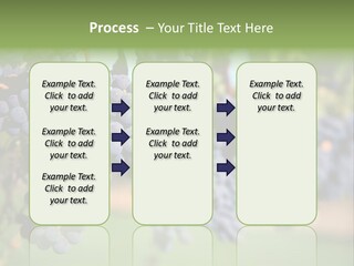 Merlot Grapes On Vine In Vineyard PowerPoint Template