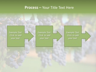 Merlot Grapes On Vine In Vineyard PowerPoint Template
