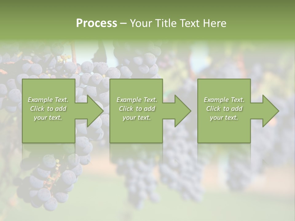 Merlot Grapes On Vine In Vineyard PowerPoint Template
