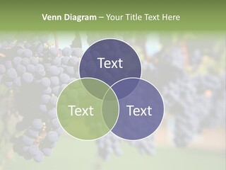 Merlot Grapes On Vine In Vineyard PowerPoint Template