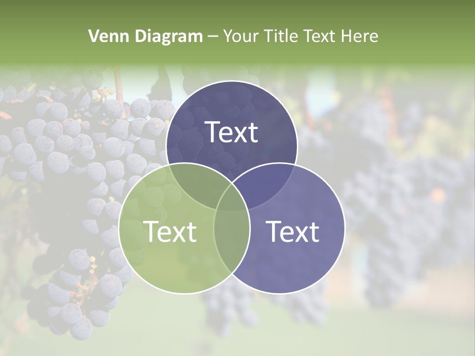Merlot Grapes On Vine In Vineyard PowerPoint Template