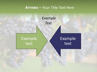 Merlot Grapes On Vine In Vineyard PowerPoint Template