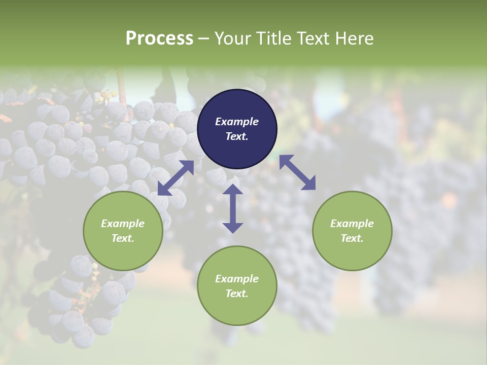 Merlot Grapes On Vine In Vineyard PowerPoint Template