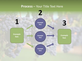 Merlot Grapes On Vine In Vineyard PowerPoint Template