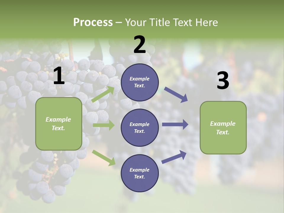 Merlot Grapes On Vine In Vineyard PowerPoint Template