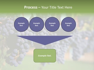 Merlot Grapes On Vine In Vineyard PowerPoint Template
