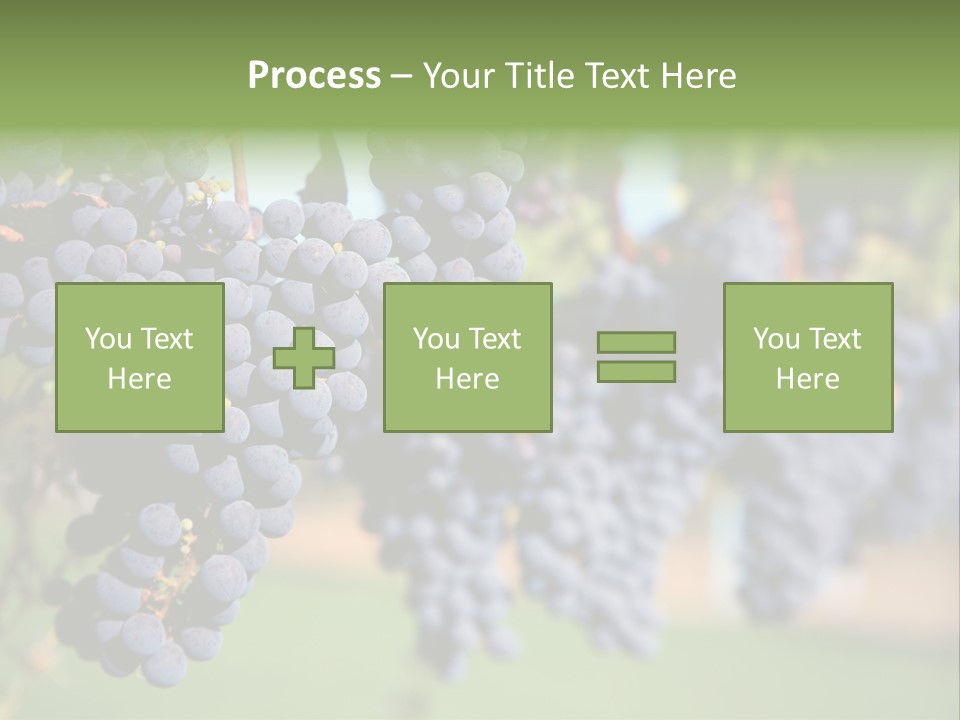 Merlot Grapes On Vine In Vineyard PowerPoint Template