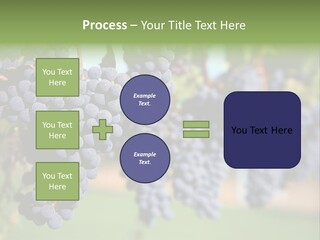 Merlot Grapes On Vine In Vineyard PowerPoint Template