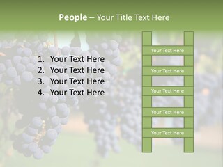 Merlot Grapes On Vine In Vineyard PowerPoint Template