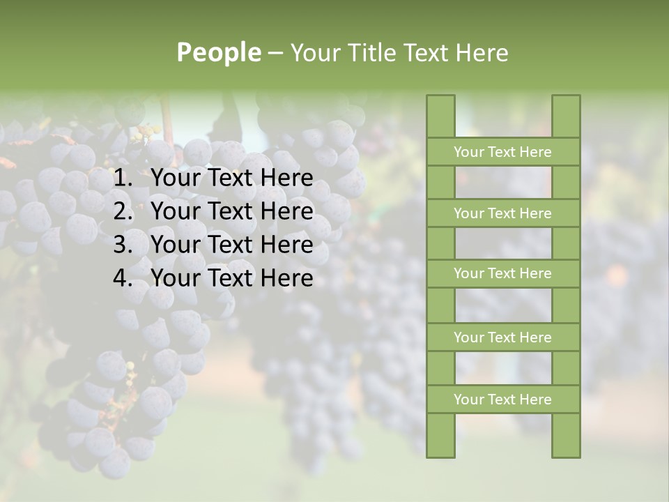 Merlot Grapes On Vine In Vineyard PowerPoint Template