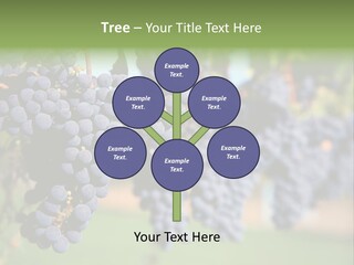 Merlot Grapes On Vine In Vineyard PowerPoint Template