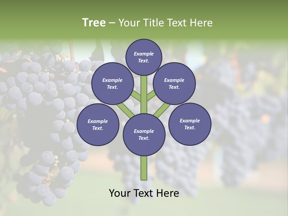 Merlot Grapes On Vine In Vineyard PowerPoint Template