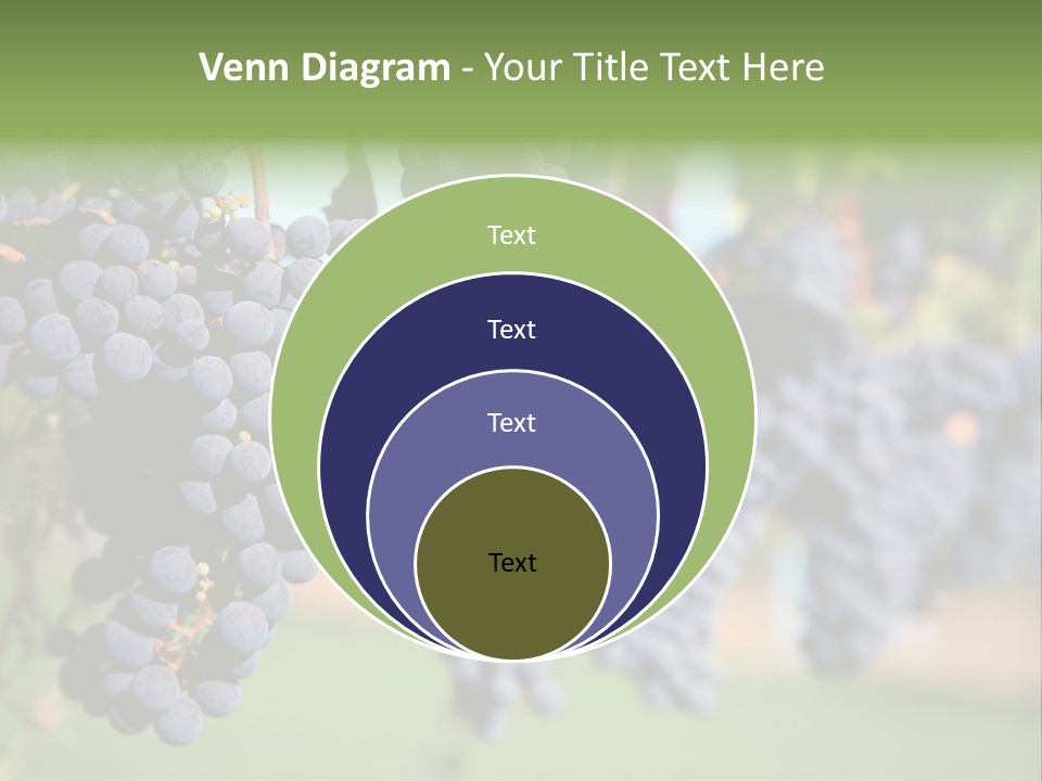 Merlot Grapes On Vine In Vineyard PowerPoint Template