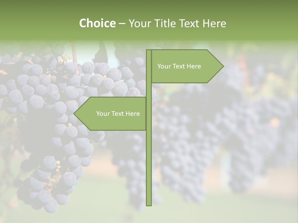 Merlot Grapes On Vine In Vineyard PowerPoint Template