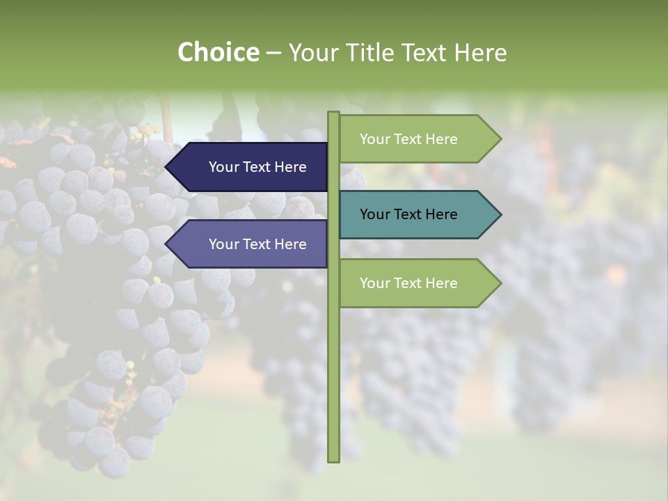 Merlot Grapes On Vine In Vineyard PowerPoint Template