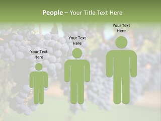 Merlot Grapes On Vine In Vineyard PowerPoint Template