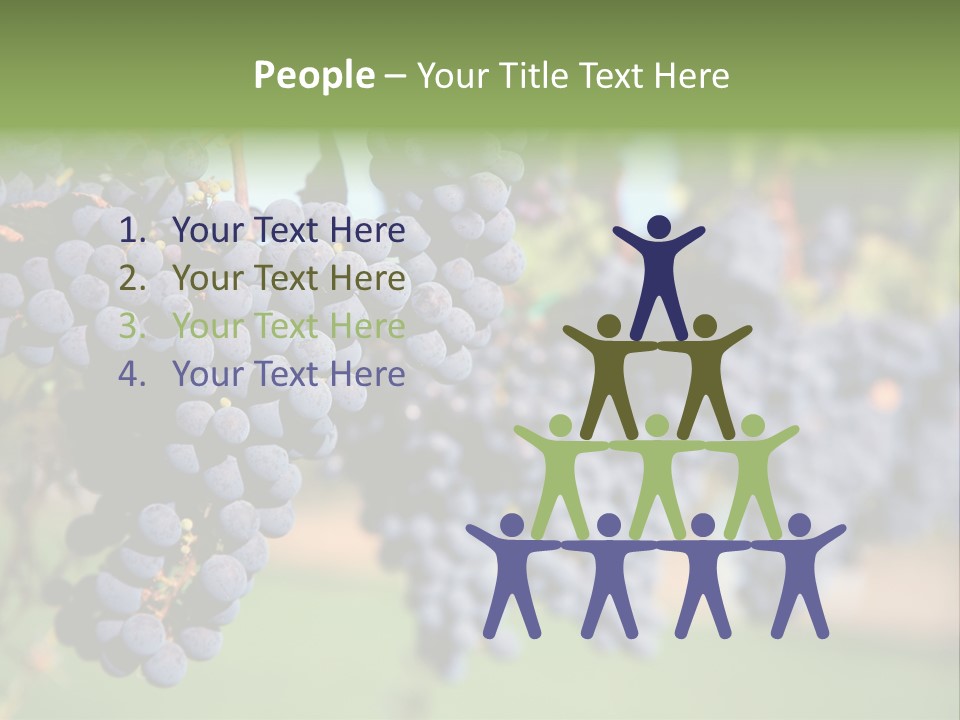 Merlot Grapes On Vine In Vineyard PowerPoint Template