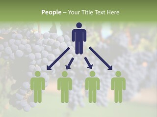 Merlot Grapes On Vine In Vineyard PowerPoint Template