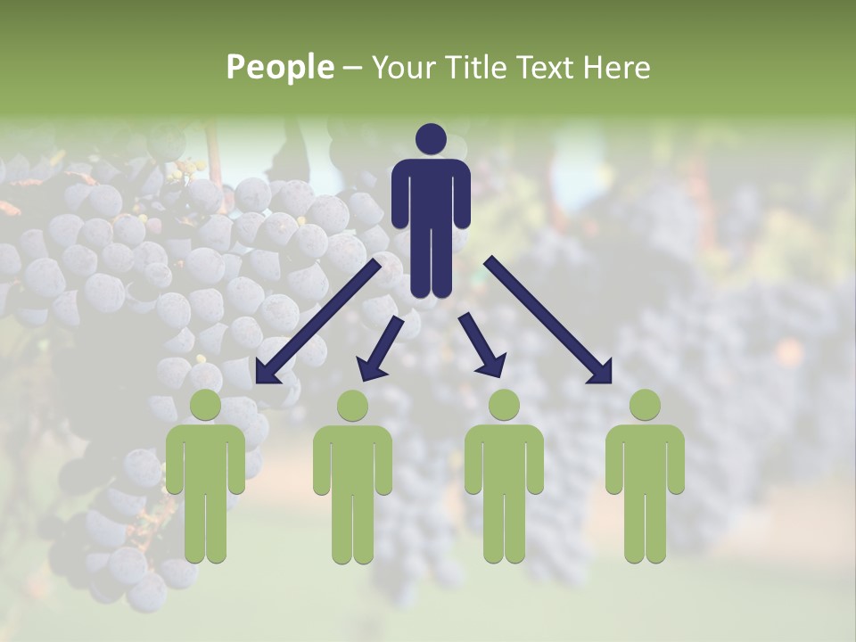 Merlot Grapes On Vine In Vineyard PowerPoint Template