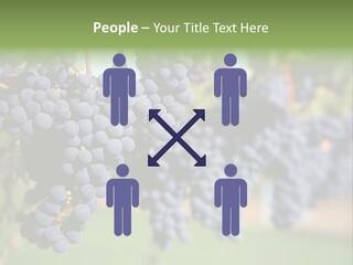 Merlot Grapes On Vine In Vineyard PowerPoint Template